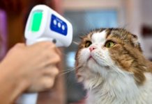 New COVID-19 Variant Found In Pets