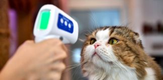 New COVID-19 Variant Found In Pets