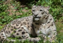 leopard killed abbottabad