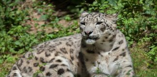 leopard killed abbottabad