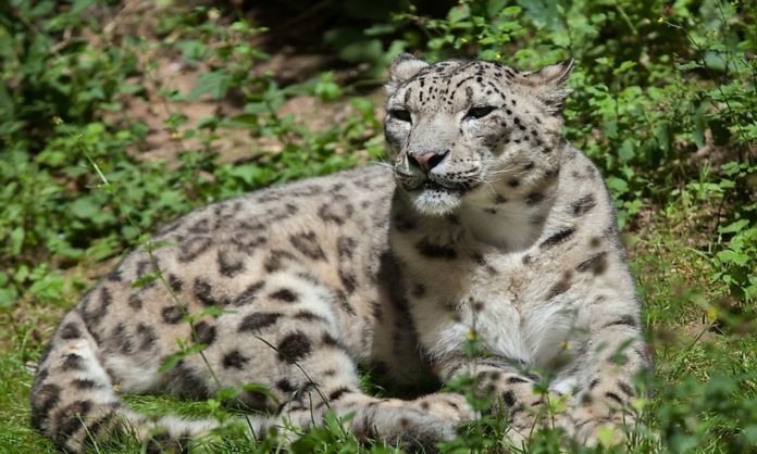 leopard killed abbottabad