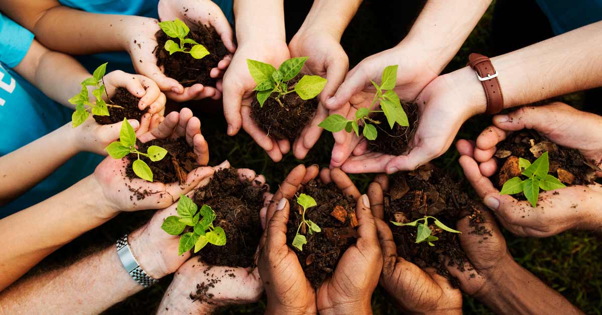 planting trees by university students for marks