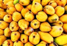 to buy perfect mangoes tips