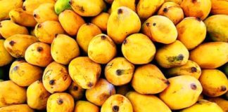 to buy perfect mangoes tips