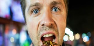 insects save the planet