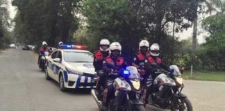 dolphin force