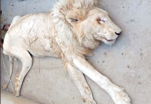 karachi zoo white lion 