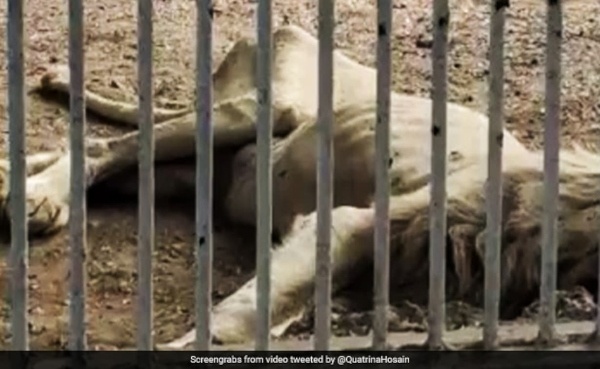 karachi zoo white lion 