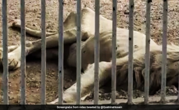 karachi zoo white lion
