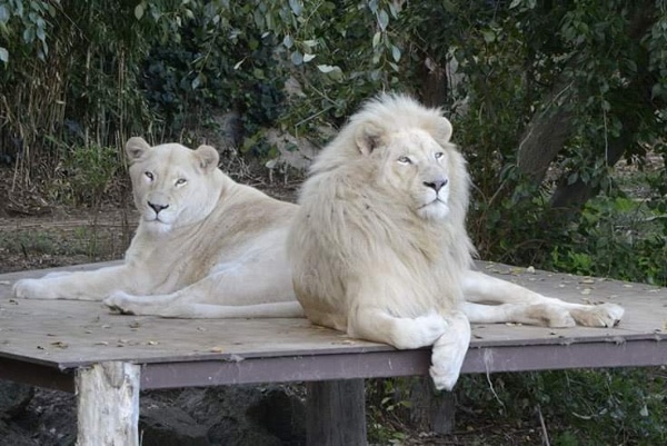 karachi zoo white lion 