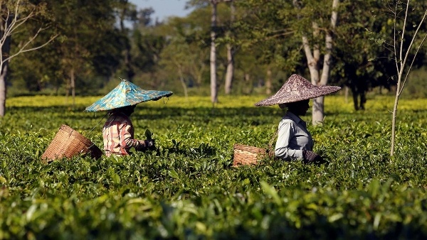 unilever selling tea business