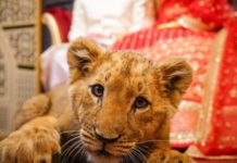 animals props wedding