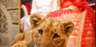 animals props wedding