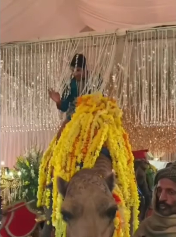 groom entry camel