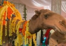 groom entry camel