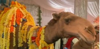 groom entry camel