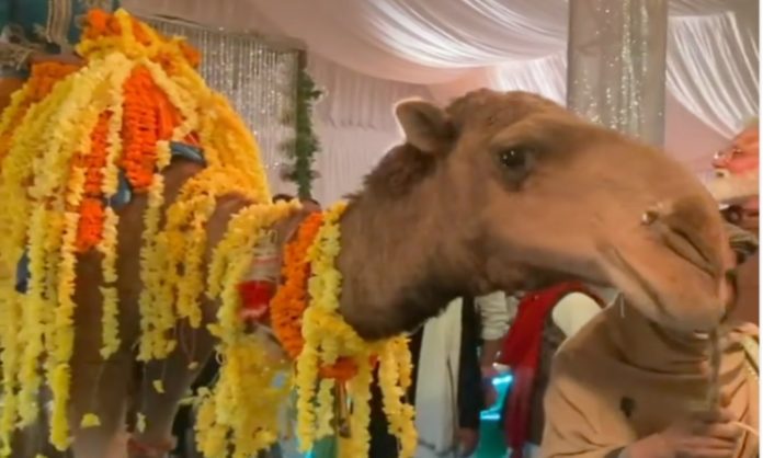 groom entry camel