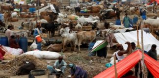 prices sacrificial animals