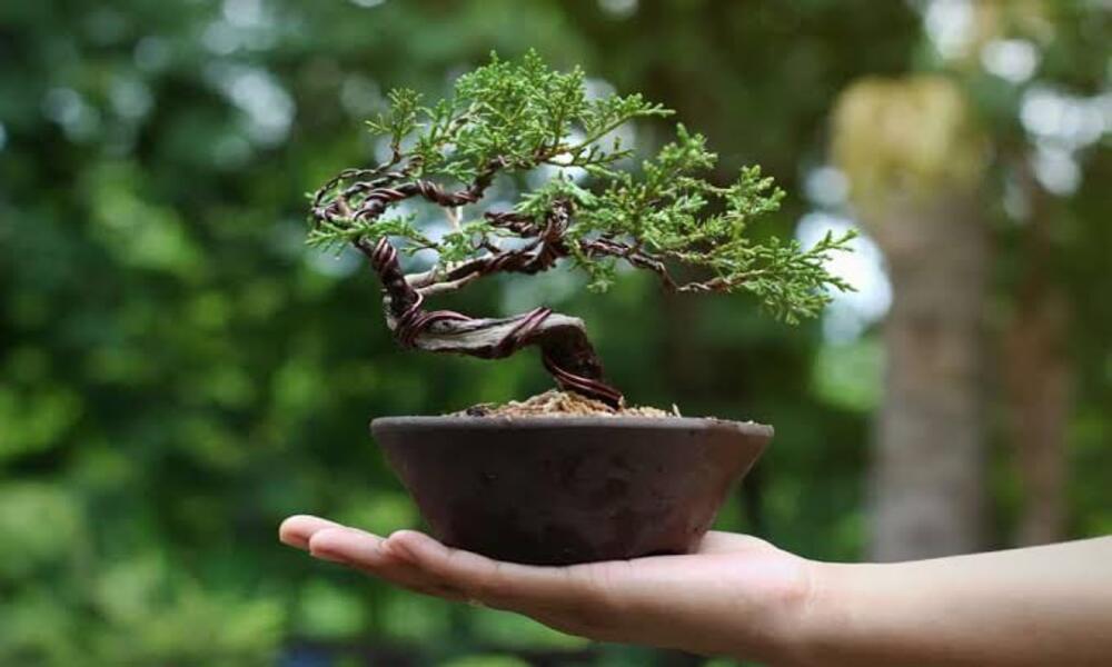 What Makes Bonsai Trees So Expensive?