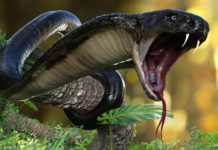 Here's How You Can Survive A Cobra Bite