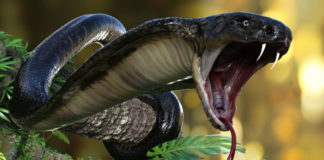Here's How You Can Survive A Cobra Bite