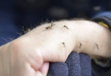 Why Do Mosquitoes Bite You More? Here's Why!