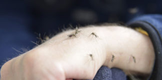 Why Do Mosquitoes Bite You More? Here's Why!
