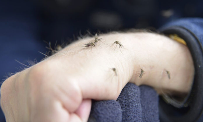 Why Do Mosquitoes Bite You More? Here's Why!
