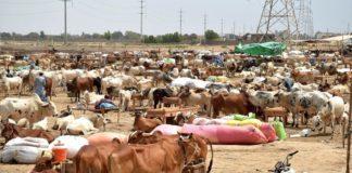 Eid ul Adha 2023: Authorised Cattle Markets And Prices In Karachi