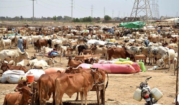 Eid ul Adha 2023: Authorised Cattle Markets And Prices In Karachi