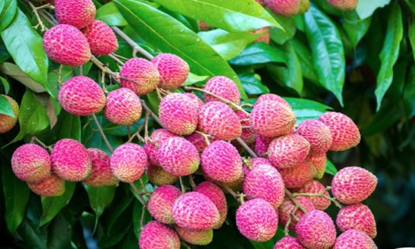 Lychee