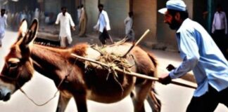 animal cruelty