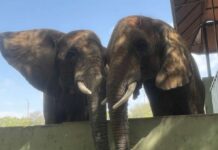 Elephant Madhubala Reunites With Her Family After 15 Years