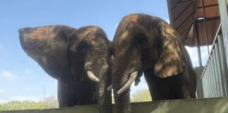 Elephant Madhubala Reunites With Her Family After 15 Years