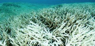 largest coral discovered