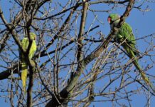 Alexandrine Parrot