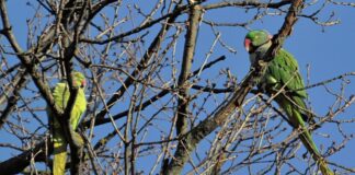 Alexandrine Parrot