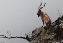 Markhor, a species of wild goat found in Pakistan.