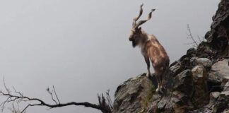 Markhor, a species of wild goat found in Pakistan.