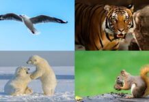 Saving a Dying World - World Wildlife Conservation Day 2024