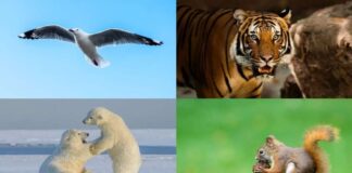 Saving a Dying World - World Wildlife Conservation Day 2024