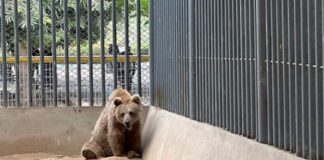 Animal Rights Day