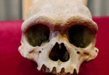 Ancient Homo Juluensis skull