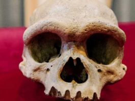 Ancient Homo Juluensis skull