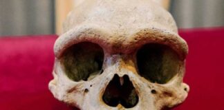 Ancient Homo Juluensis skull