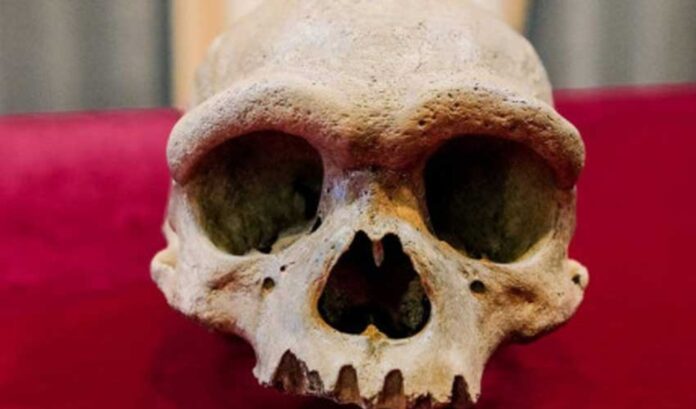 Ancient Homo Juluensis skull