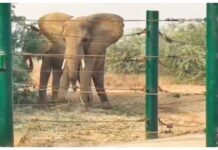 Safari Park elephant Sonia dies