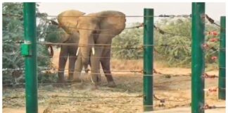 Safari Park elephant Sonia dies