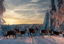 Sweden: A Nation that has Embraced its Sleepy Side