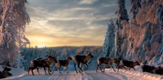 Sweden: A Nation that has Embraced its Sleepy Side